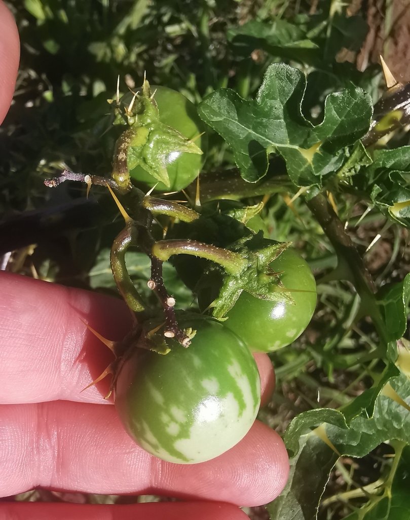 yellow-bitter-apple-from-george-municipality-south-africa-on-may-2