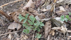 Artemisia vulgaris