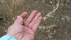 Artemisia vulgaris