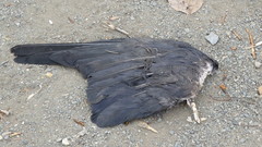Corvus cornix