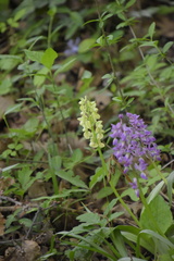 Orchis pallens