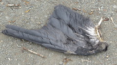 Corvus cornix