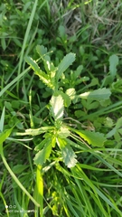 Leucanthemum vulgare