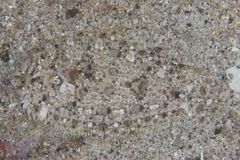Largescale Dwarf Flounder photo 1