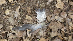 Columba livia domestica