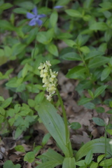 Orchis pallens
