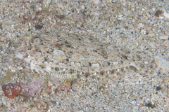 Largescale Dwarf Flounder photo 2
