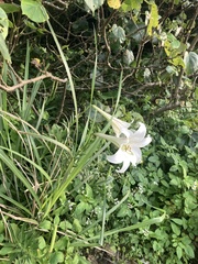 Lilium longiflorum scabrum