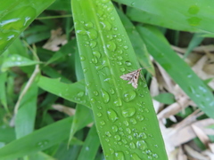 Diasemia accalis