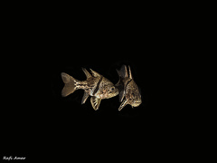 Sphaeramia orbicularis