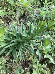 Lilium longiflorum scabrum
