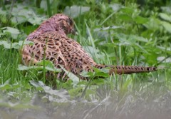 Phasianus colchicus