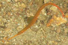 Dunckerocampus pessuliferus