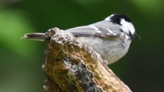 Periparus ater