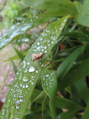 Diasemia accalis