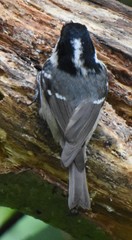Periparus ater