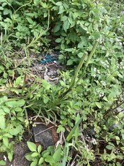 Lilium longiflorum scabrum