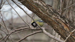 Parus major