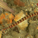 Naia Pipefish - Photo (c) Mark Rosenstein, some rights reserved (CC BY-NC), uploaded by Mark Rosenstein