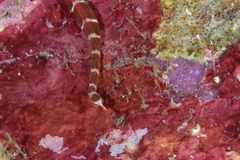Corythoichthys amplexus