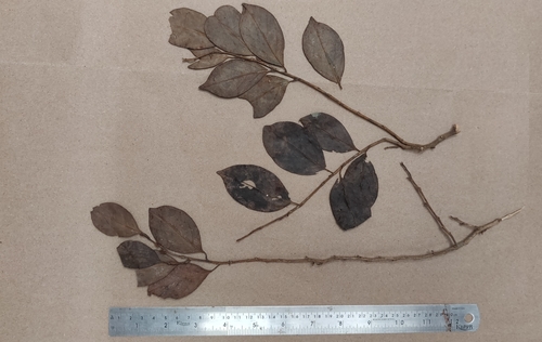 Gomphandra coriacea (Gomphandra coriacea)