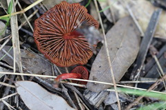 Cortinarius kula