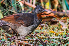 Superb Lyrebird photo 2