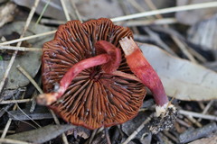 Cortinarius kula