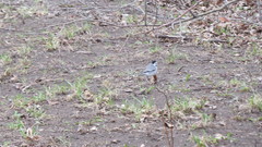 Motacilla alba