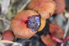 Cortinarius kula