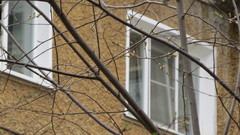 Prunus padus