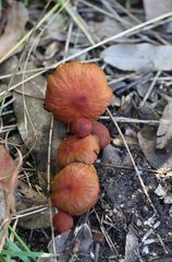Cortinarius kula