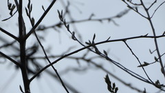 Prunus padus
