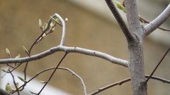 Prunus padus