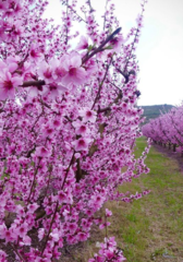 Prunus persica