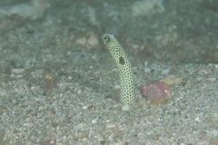 Heteroconger hassi