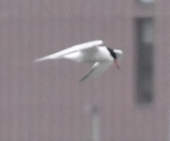 Sterna hirundo