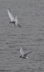 Sterna hirundo
