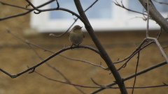Phylloscopus collybita