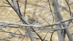Phylloscopus collybita