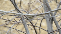 Phylloscopus collybita