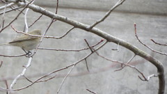 Phylloscopus collybita