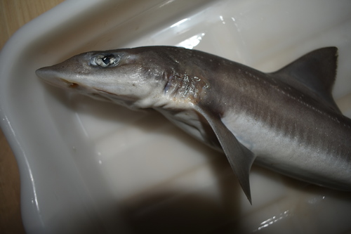 Gummy dogfish (Mustelus manazo) — Triakidae — 3