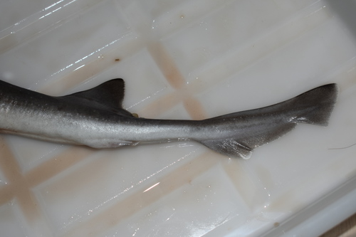 Gummy dogfish (Mustelus manazo) — Triakidae — 4