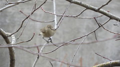 Phylloscopus collybita
