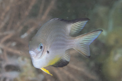 Amblyglyphidodon leucogaster