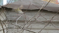 Phylloscopus collybita