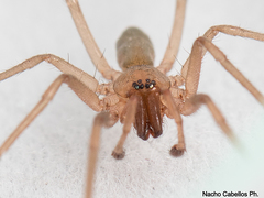 Liocranum