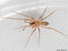 Liocranum
