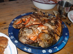 Pygocentrus nattereri